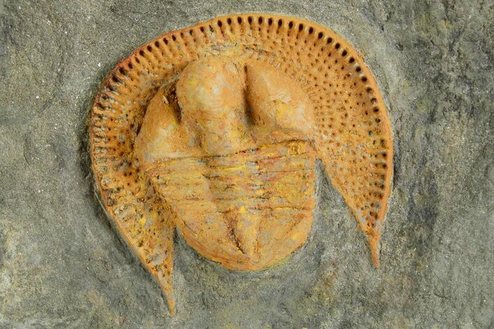 Orange Trinucleid Trilobite (Declivolithus) - Mecissi, Morocco #372453